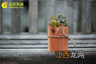 情人节送多肉什么寓意