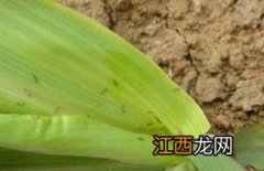 吡虫啉打蓟马效果怎么样