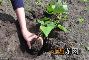 红薯种植后几天后才可以施肥