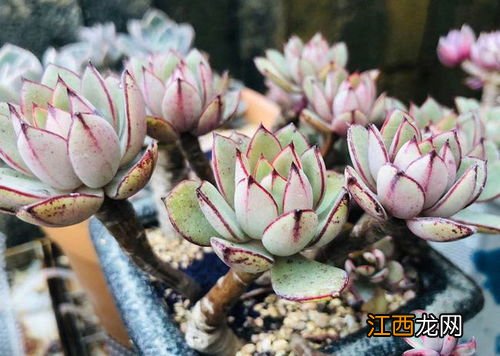 春天多肉怎么浇水才是正确的