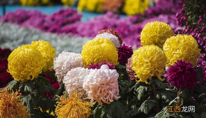 东篱高士是谁的美称 东篱高士是谁