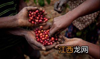 非洲乌干达有那些特产 非洲乌干达的特产简单介绍