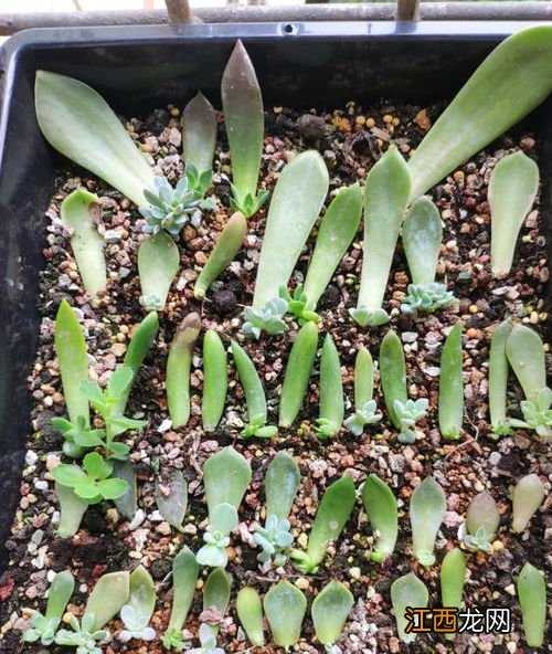 多肉扦插时间和方法