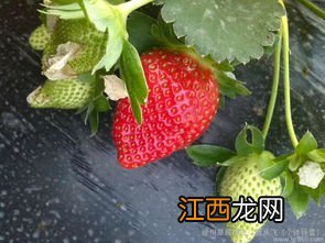 草莓施什么肥料最甜