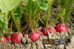 草莓施什么肥料最甜