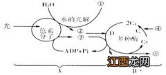 鸡粪被什么分解为无机物