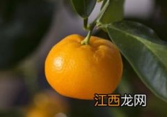 适合北方种植的桔子树