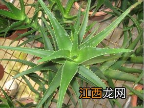 小芦荟怎么养