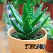 小芦荟怎么养