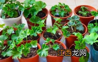 玉蝶冬天可以扦插吗