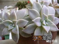 宝石花怎么养才长得好