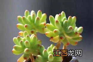 乙女心的特点是什么