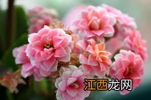 长寿花在10度左右能生长吗