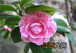 茶花花期