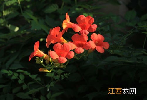 凌霄花寓意