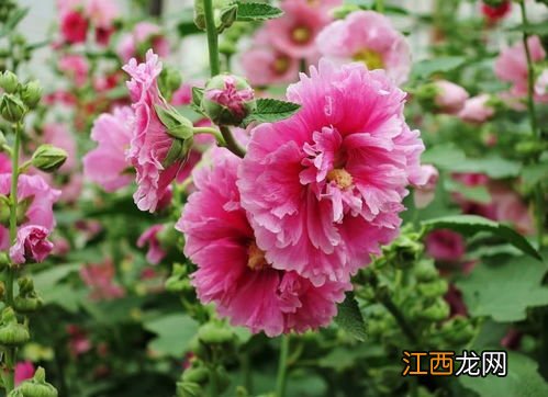 蜀葵6月可以播种吗