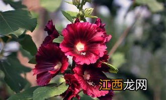 蜀葵6月可以播种吗