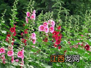 蜀葵6月可以播种吗