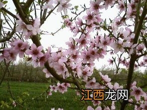 桃花是哪个季节开的