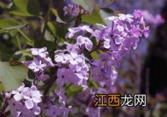 丁香花几月份开花