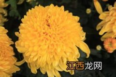 菊花什么季节开放