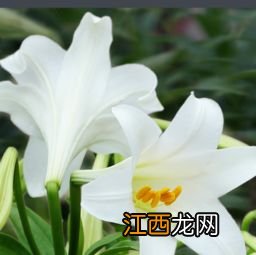 百合花的香味有毒吗