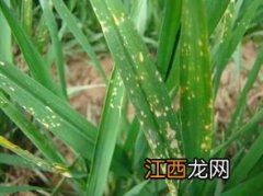 小麦过了清明还能打除草剂吗，小麦除草剂药害怎么办