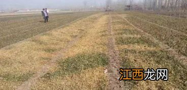 小麦过了清明还能打除草剂吗,小麦除草剂药害怎么办