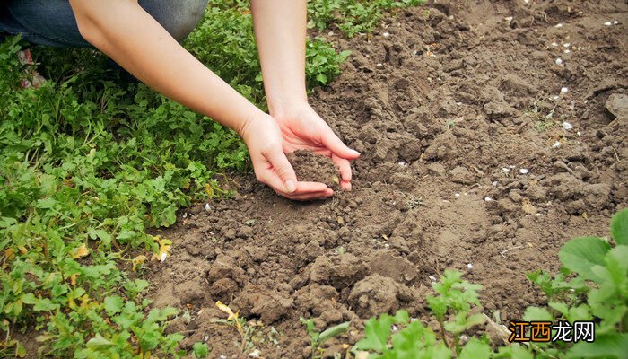 微生物肥料可以修复土壤吗视频 微生物肥料可以修复土壤吗