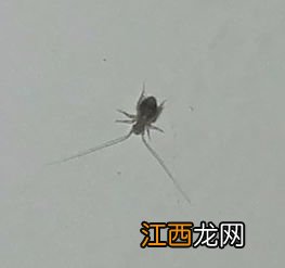 灯周围有好多小虫子怎么清除 家里灯周边有许多小虫如何消灭