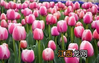 郁金香12月份可以种植吗-郁金香12月份种植成活率高吗