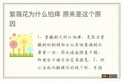 紫薇花为什么怕痒 原来是这个原因