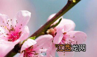 幼桃树施肥時間和方法 桃树幼果期施什么肥