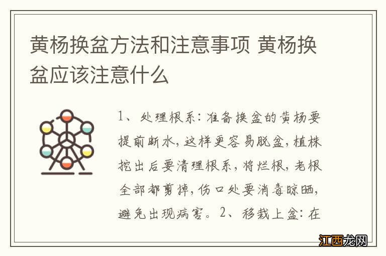 黄杨换盆方法和注意事项 黄杨换盆应该注意什么