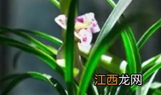 盆栽兰花冬季管理 家庭盆栽兰花春季怎么管理