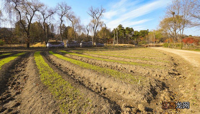 土壤盐渍化的形成原因答题模板 土壤盐渍化的形成原因