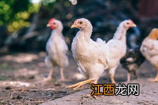 肉鸡出栏时间