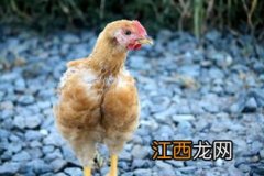 肉鸡感冒的症状及治疗