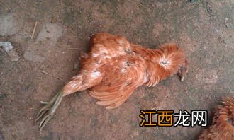 肉鸡包涵体肝炎的症状