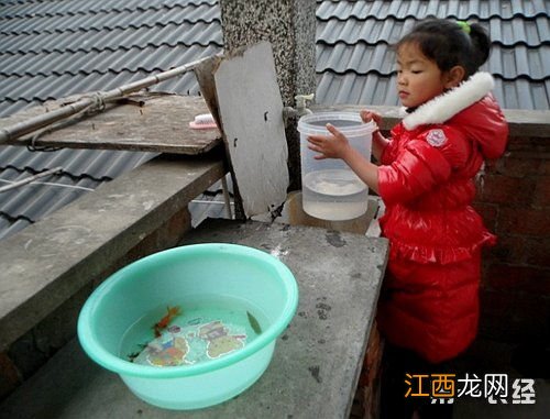 太岁养殖多久换一次水