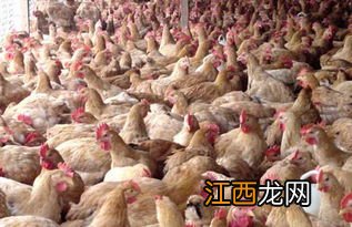 肉鸡饲养管理技术