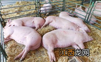 豬場得非洲豬瘟幾天死沒