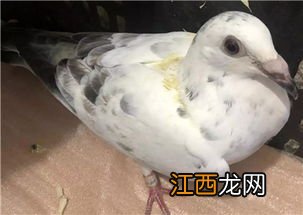 信鸽一天能飞多少公里