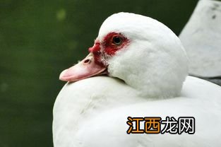 肉鸭地面养殖可以吗