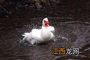 肉鸭的养殖技术和管理