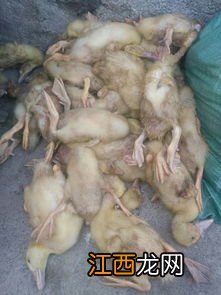 肉鸭脾脏坏死症状