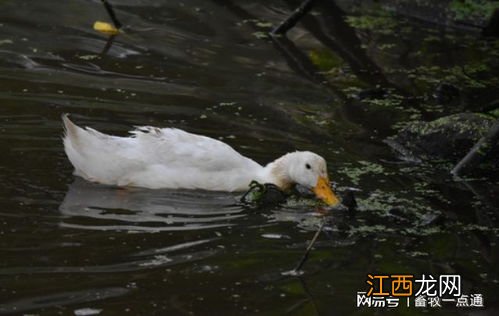 肉鸭掉毛不长毛怎么办