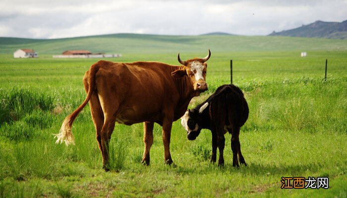 牛拉稀用什么药最快兽医 牛拉稀用什么药最快
