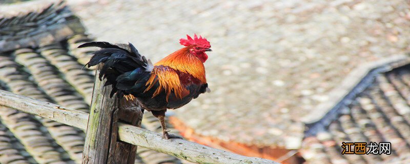 防止公鸡打鸣的简单办法 公鸡不打鸣是什么原因