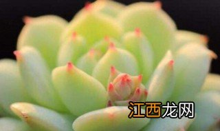 新手如何养多肉 多肉的养殖方法